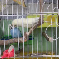 مرغ عشق|پرنده|کارون, |دیوار