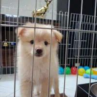 پامر ۳ ماهه|سگ|تهران, زمزم|دیوار