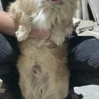 پامرخرسی نر