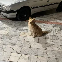 سگ گمشده محدوده دانش جمهوری دانشجو