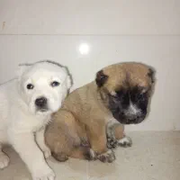 طوله البای|سگ|گنبد کاووس, |دیوار