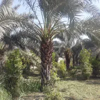 باغبانی.|خدمات باغبانی و درختکاری|شوشتر, |دیوار