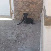 واگذاری سگ نگهبان