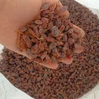 کشمش درشت و سبزه تمیز