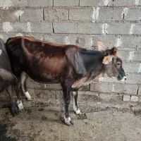 گوساله ماده جرسی