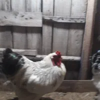 تخم مرغ امپراطور|خوردنی و آشامیدنی|لنگرود, |دیوار