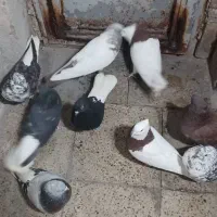 دمسفید تیپی زرنگ|پرنده|ایلام, |دیوار