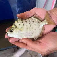 سیلور اسکات ۶عدد