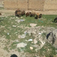 میش وبره،گوسفند ابستن