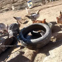 بوقلمون ومرغ تخمگذار فروشی|حیوانات مزرعه|کرفتو, |دیوار