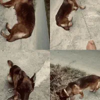 سگ ژرمن