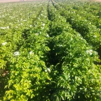 فروش سیب بذر بورن سانته کلمبا