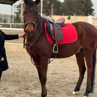 اسب نریون پرشی|اسب و تجهیزات اسب‌سواری|احمدآبادمستوفی, |دیوار