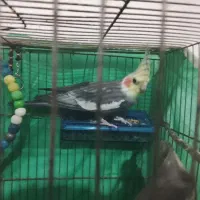 عروس هلندی|پرنده|سردرود, |دیوار