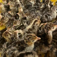 جوجه یکروزه