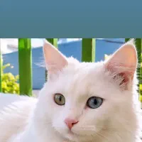 گربه چشم تابه تا خاص کم یاب
