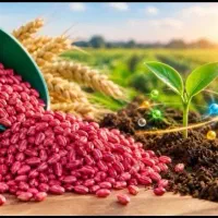 افزایش تناژ 25 الی 35 درصد با بذرمال گندم (تضمینی)