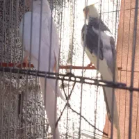 فروش با معاوضه،اب پخش هستم|پرنده|آبپخش, |دیوار