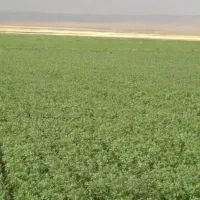 لوازم جانبی حیوانات