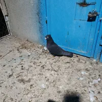 کفتر کلاغ بهبهانی پامیلی