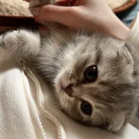 بچه گربه اسکاتیش