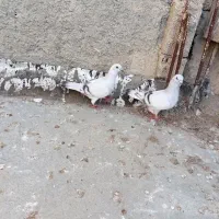 پرنده|پرنده|فاروج, |دیوار