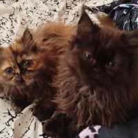 واگذاری پرشین چین چیلا