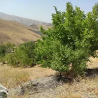 باغ|فروش زمین و ملک کلنگی|تهران, جوانمردان (اندیشه)|دیوار