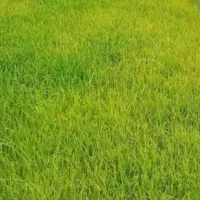 توم دستی علی کاظمی اصطلاح شده
