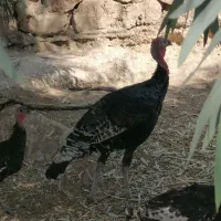 بوقلمون|حیوانات مزرعه|چرام, |دیوار