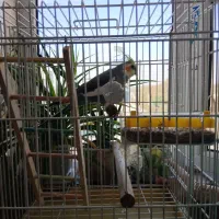 عروس هلندی سخنگو|پرنده|شهریار, شهرک امیریه|دیوار