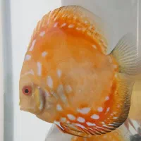 سلام ماهی دیسکس ۵ اینچ