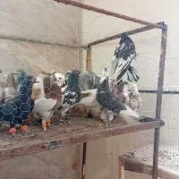 کفتر فریمان