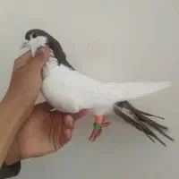 کفتر نر مست|پرنده|شیروان (خراسان), |دیوار