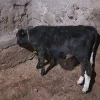 گوساله نر|حیوانات مزرعه|مهربان, |دیوار