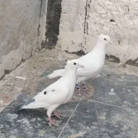 سفید پلاکی کاکلی بیرجندی یا پاکستانی|پرنده|شیراز, حجت آباد|دیوار