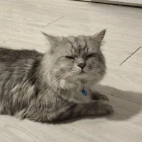 گربه نر برای جفت گیری|گربه|بندرعباس, |دیوار