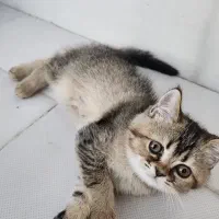 گربه ‌ی بیریتیش دو ماهه اولین واکسن خورده شده