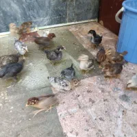 جوجه گلین لری ۱۸ عدد