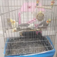 طوطی عروس مولد|پرنده|بهبهان, |دیوار