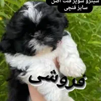 توله شیتزو سوپر فلت اصل|سگ|شاهدشهر, |دیوار