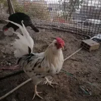 مرغ و خرو و بوقلمون