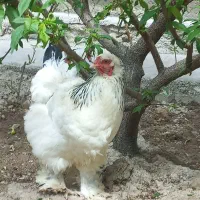 مرغ برهما تخم گذار