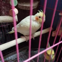 عروس هلندی نروماده