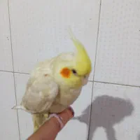 جوجه عروس هلندی لوتینو