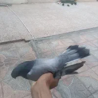 کبوتر سبز ماده