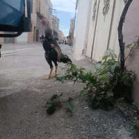 خروس لاری