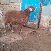 بره نر|حیوانات مزرعه|باسمنج, |دیوار