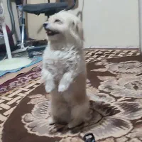 گم شده|حیوانات|شهرکرد, |دیوار