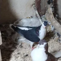 ساده سیاه ماده|پرنده|شاندیز, |دیوار